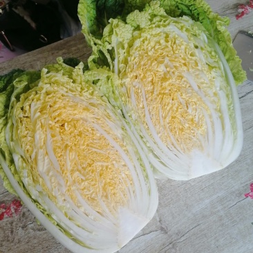 优选山东黄心大白菜开园上市产地直销欢迎选购量大从优