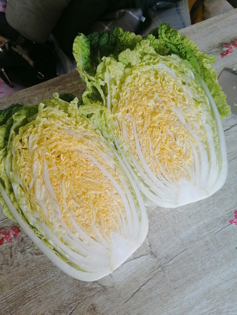 优选山东黄心大白菜开园上市产地直销欢迎选购量大从优