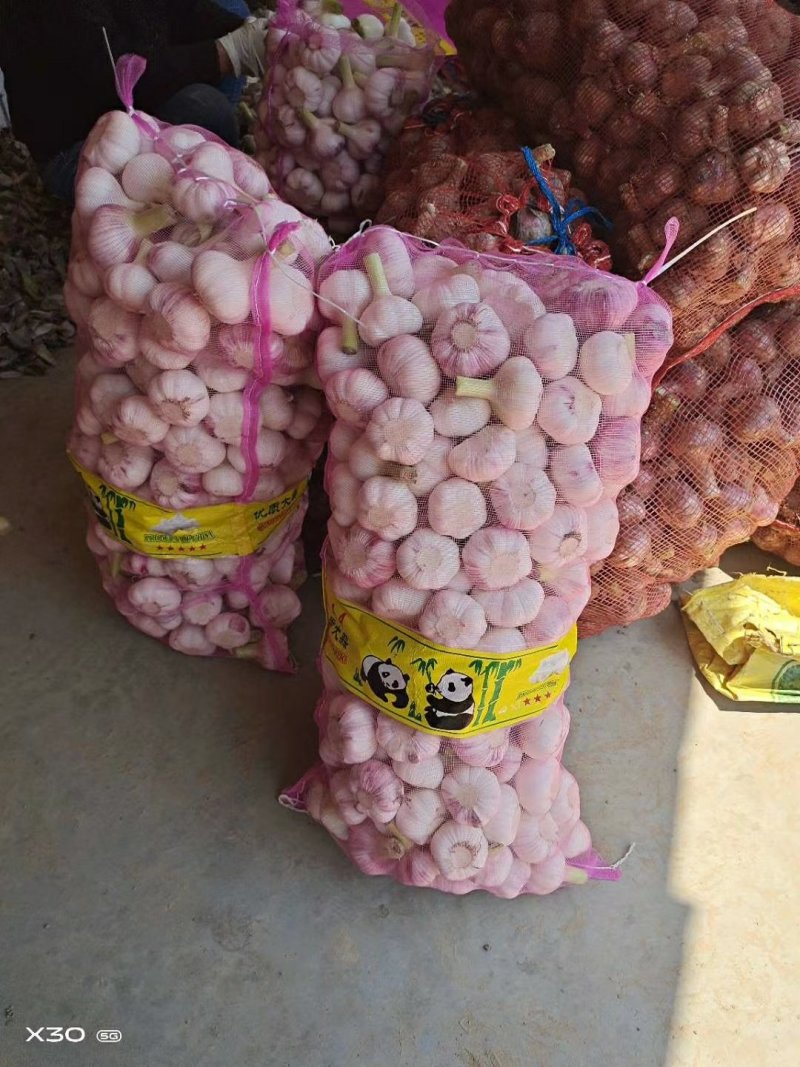 优级紫皮大蒜欢迎来电咨询基地发货一件代发