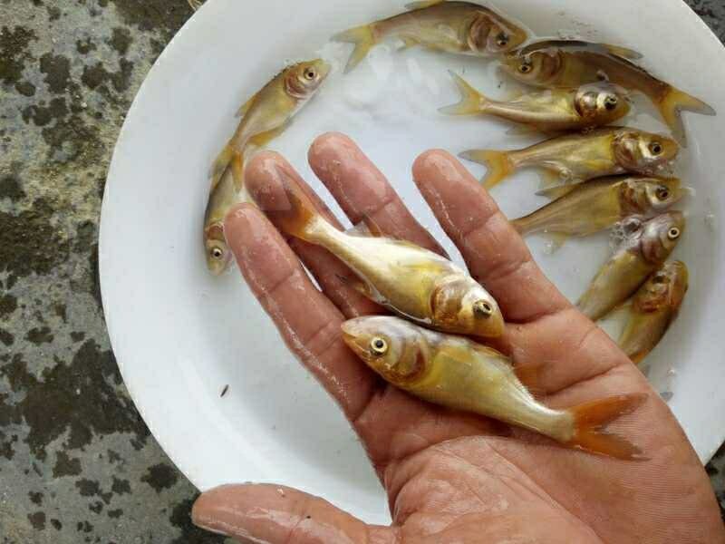 大头鱼