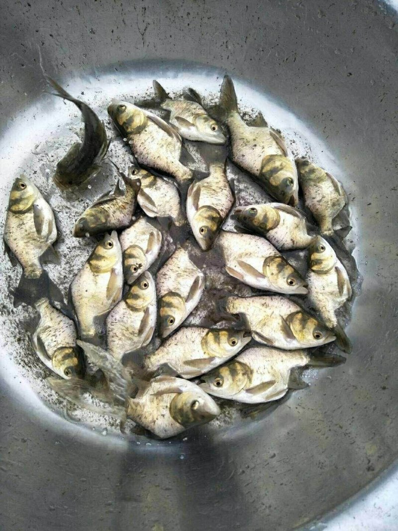 大头鱼