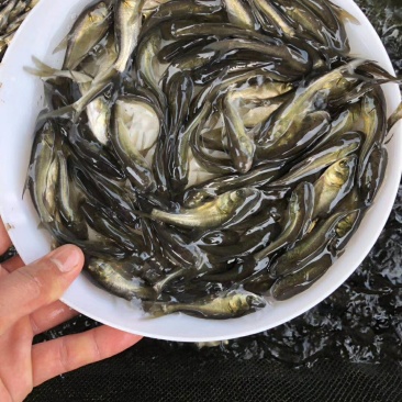 大头鱼