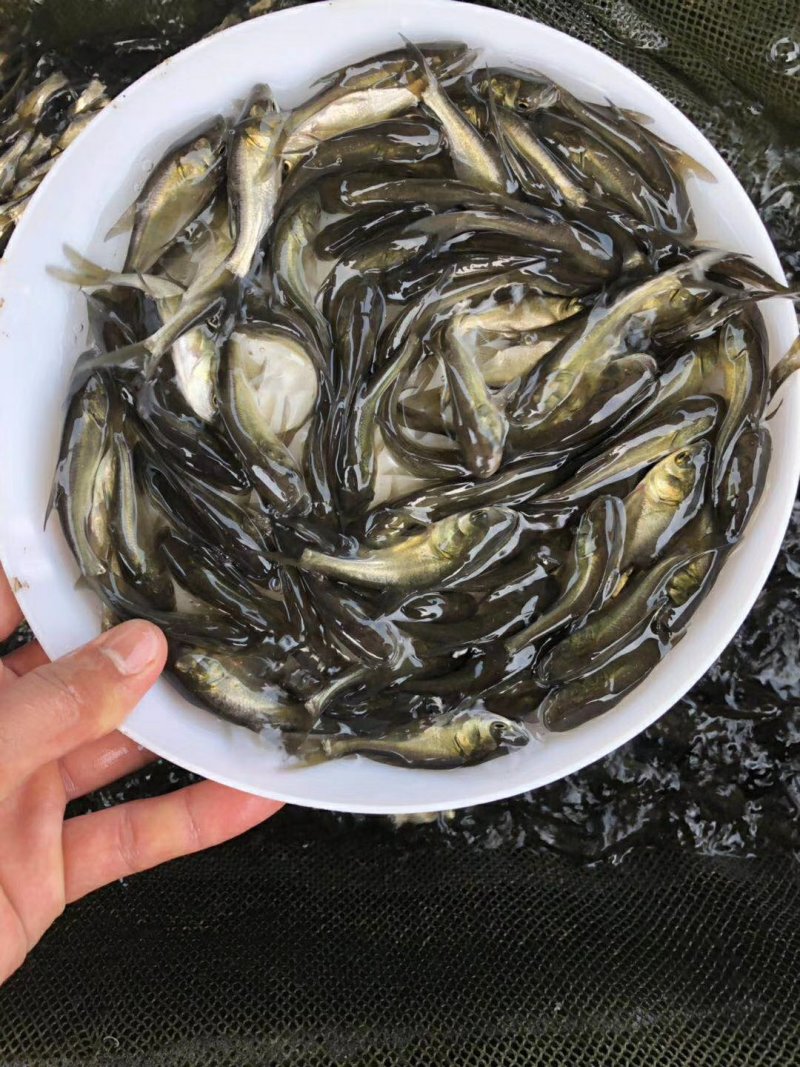 大头鱼