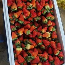双流东草莓大量上市
