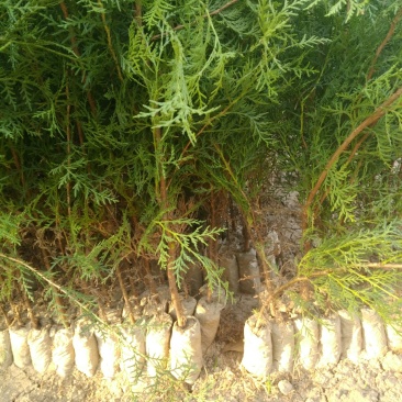 柏树