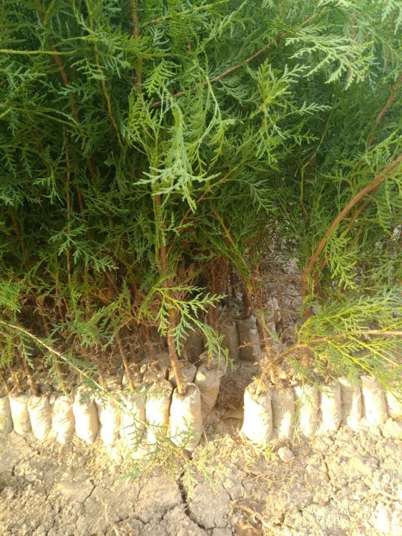 柏树