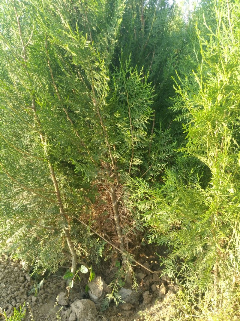柏树
