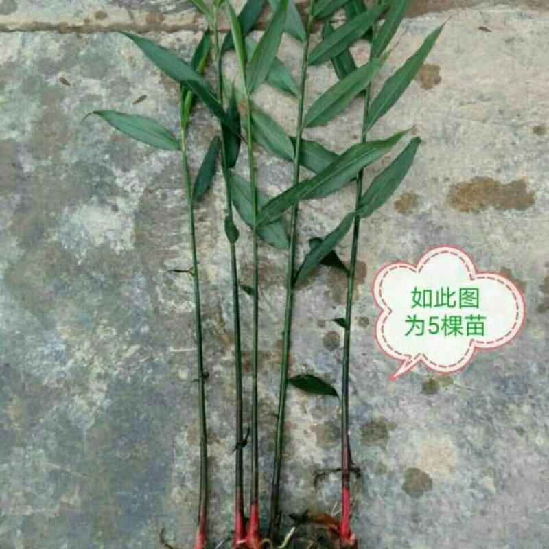 广西香姜苗山姜苗