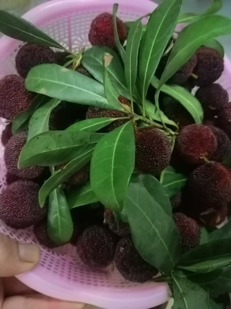 水果