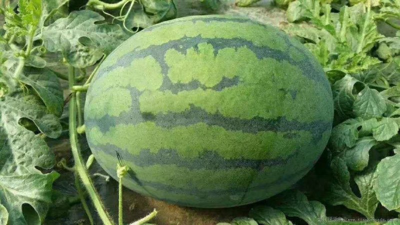 西瓜