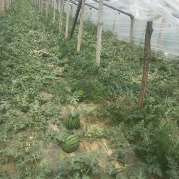 山东潍坊谭坊甜王西瓜即将大量上市了。可以视频看货