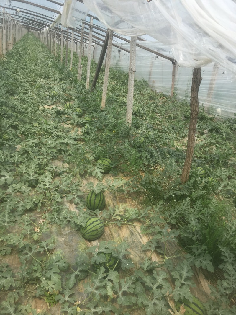 山东潍坊谭坊甜王西瓜即将大量上市了。可以视频看货
