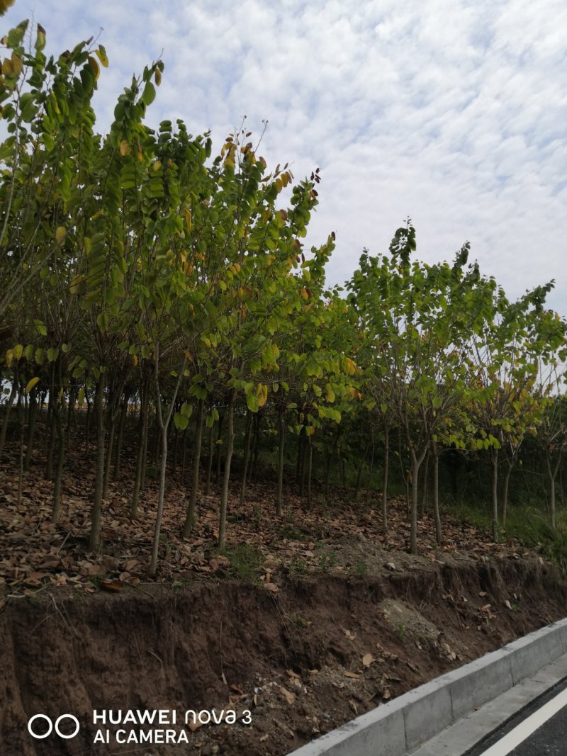 羊蹄甲，四川自贡市10—20公分