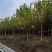 羊蹄甲，四川自贡市10—20公分