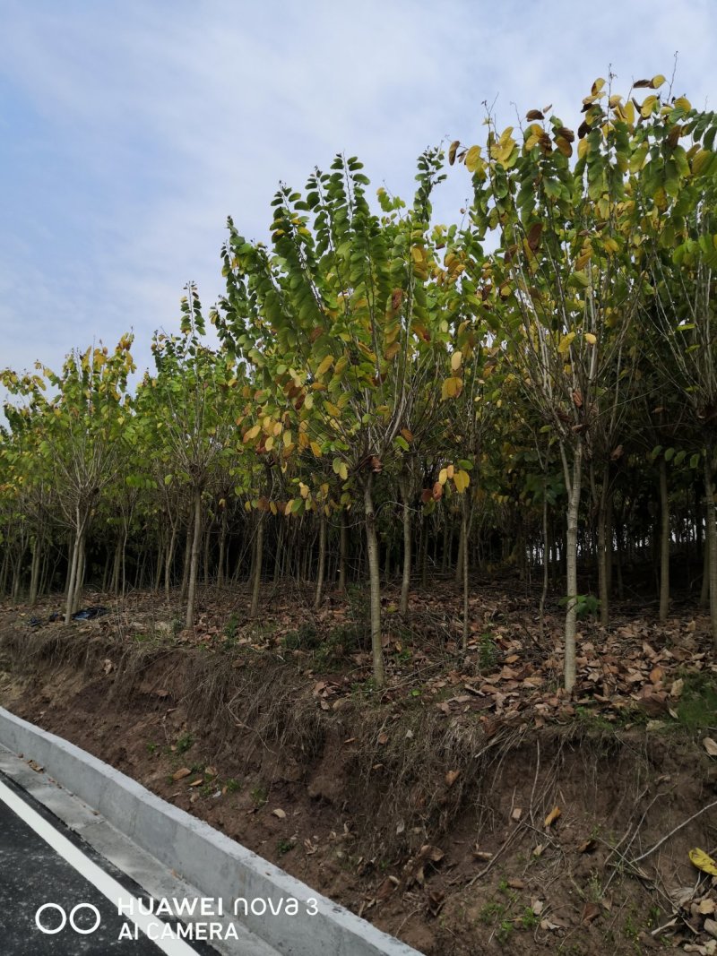 羊蹄甲，四川自贡市10—20公分