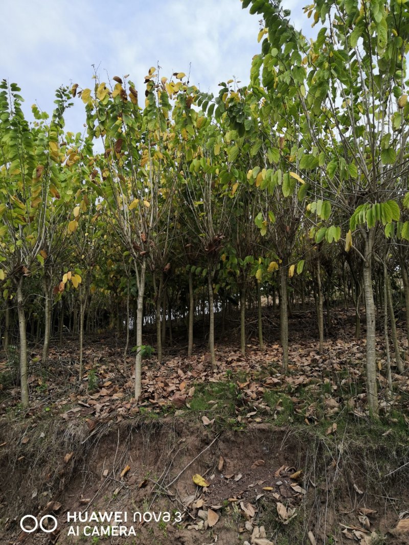 羊蹄甲，四川自贡市10—20公分