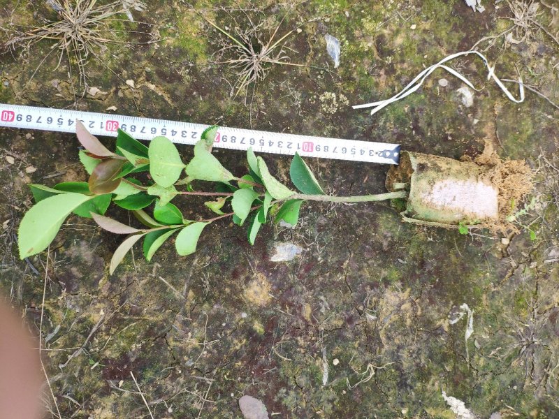 正宗油茶树苗直生南方种植大果茶子树良种山油茶土种苗无嫁接