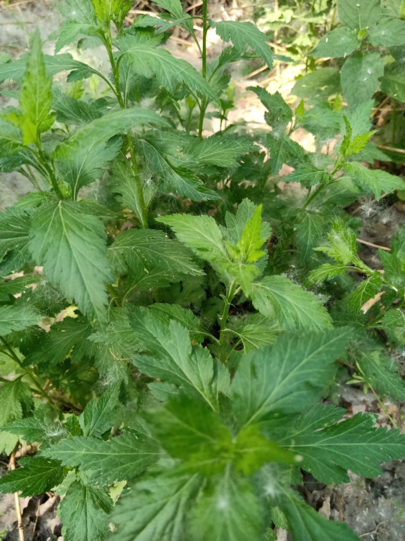 南京菊花脑菜苗食用菊花菜野生四季都可种植，来电优惠发