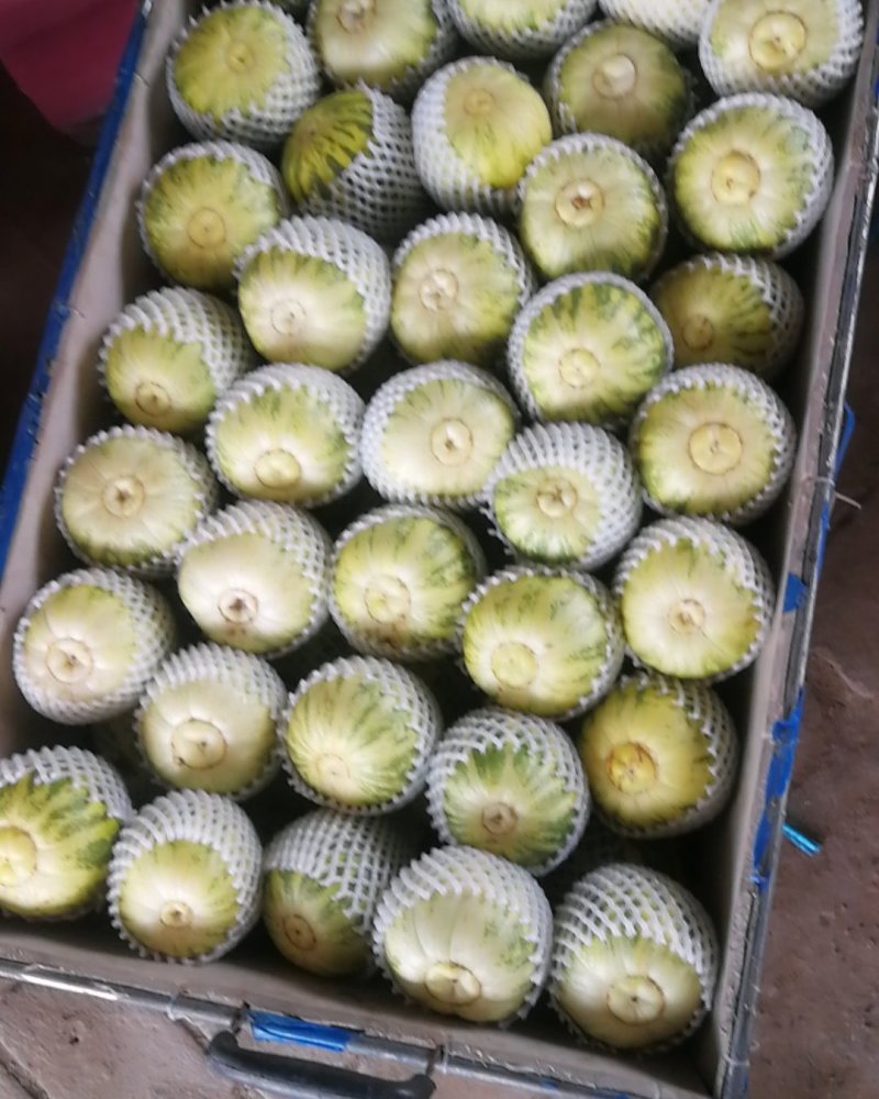 代收瓜果