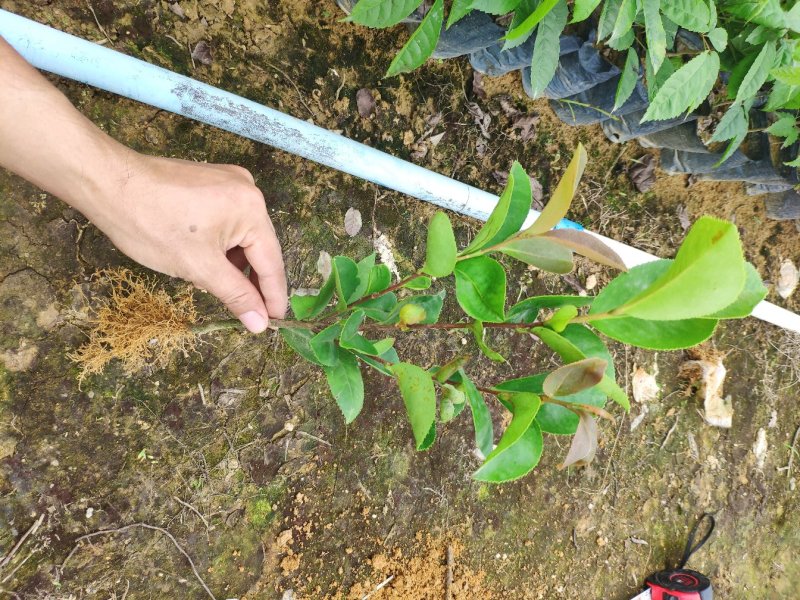 正宗油茶树苗直生南方种植大果茶子树良种山油茶土种苗无嫁接