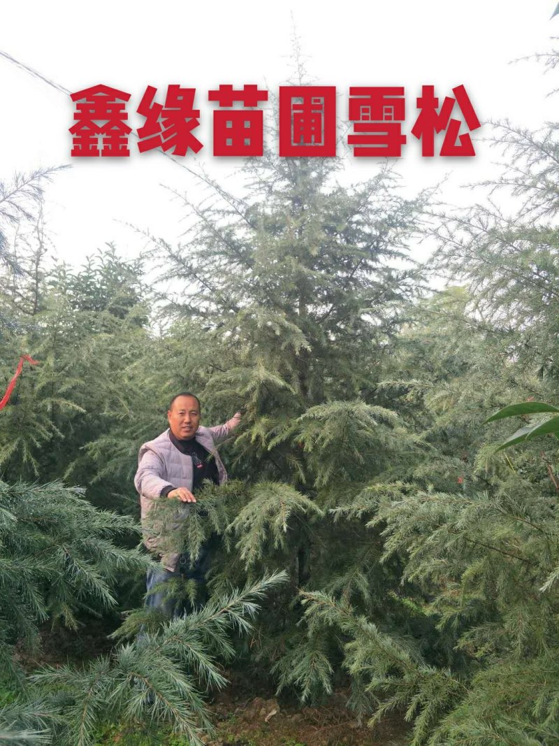 雪松1-7大量现货基地直供，免费开检疫。