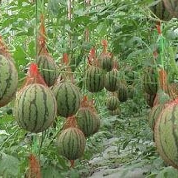 吊瓜西瓜