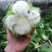 大白菜