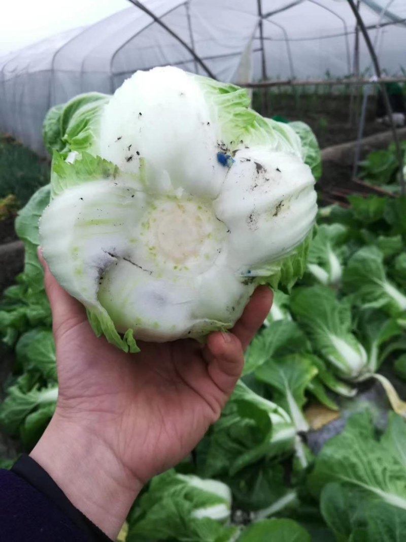 大白菜