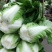 大白菜