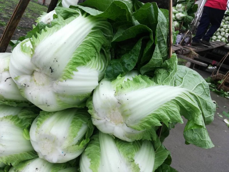 大白菜