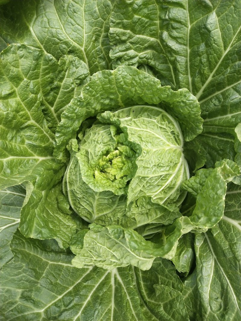 大白菜