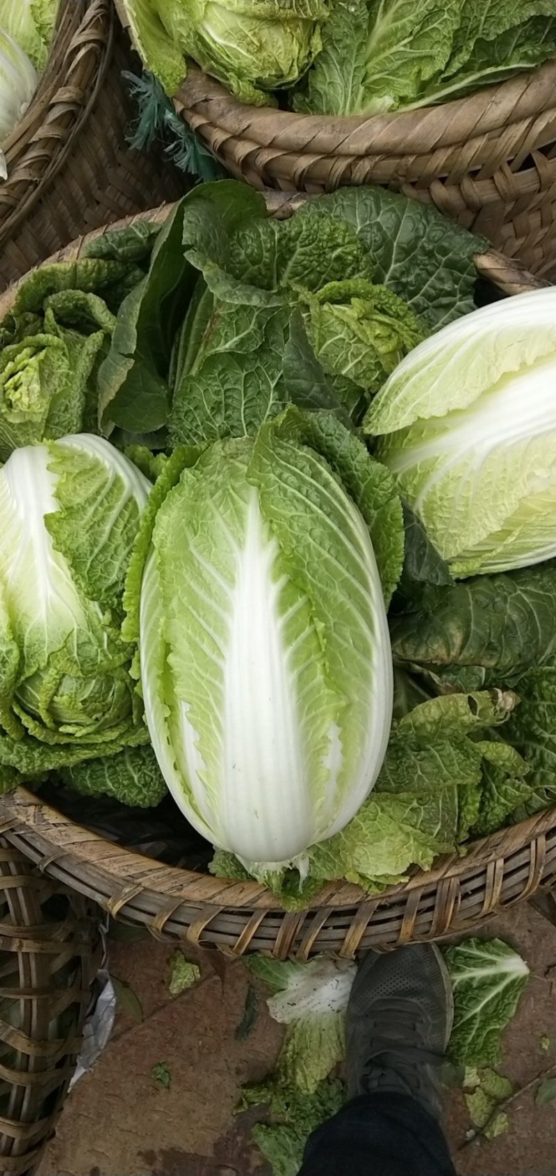 大白菜