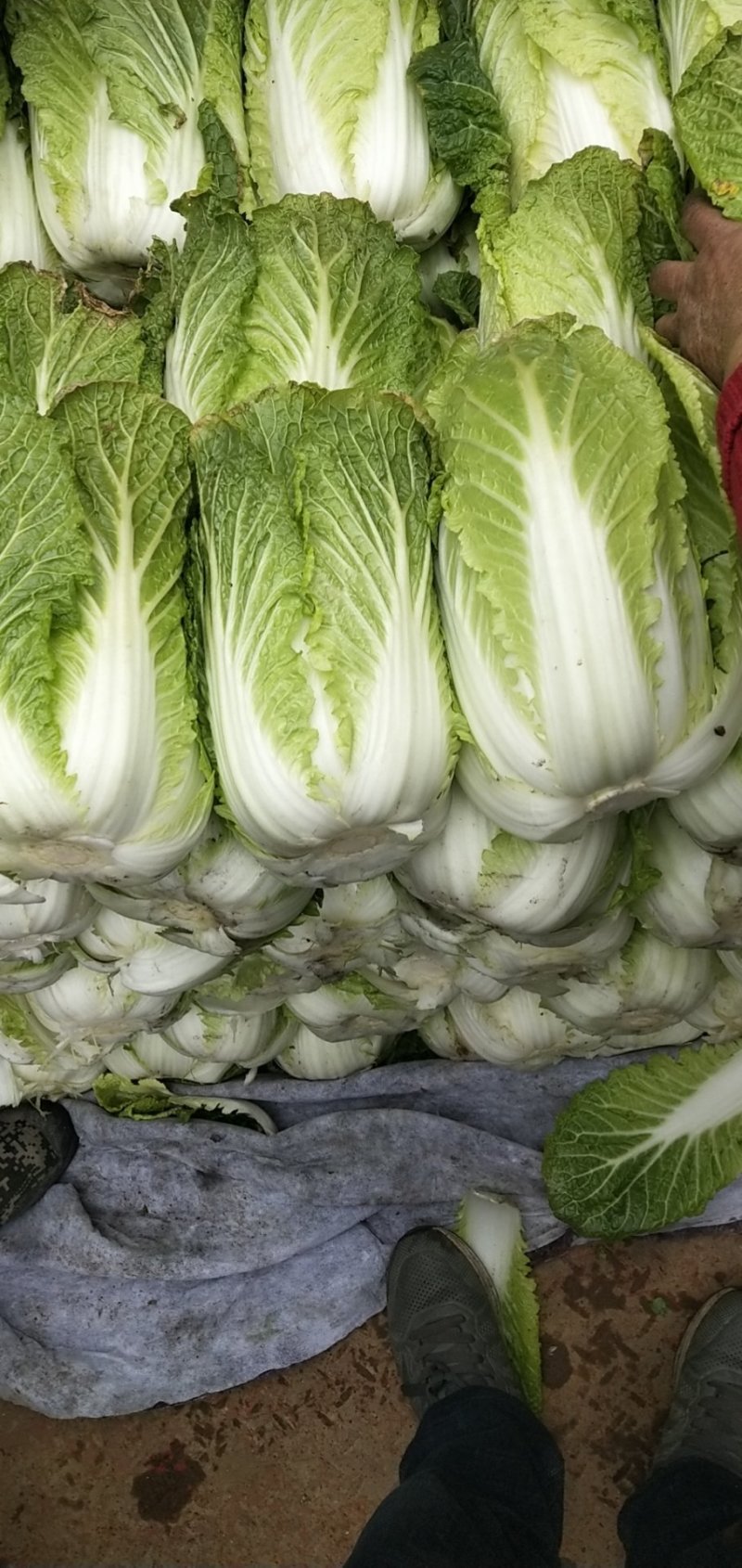 大白菜