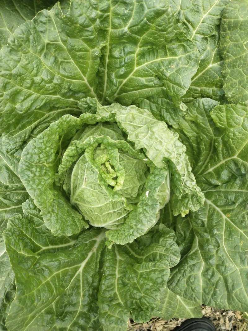 大白菜