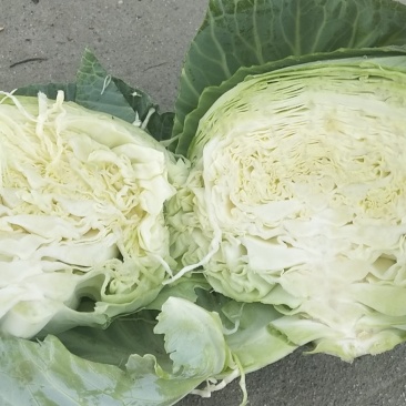 扁包菜