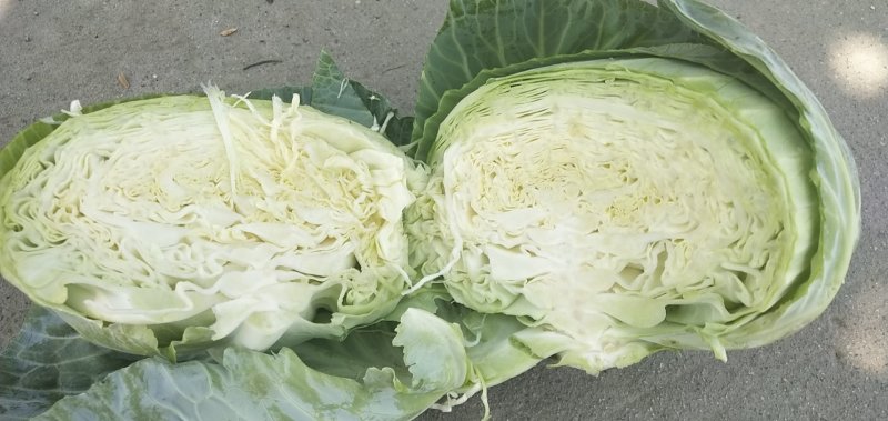 扁包菜