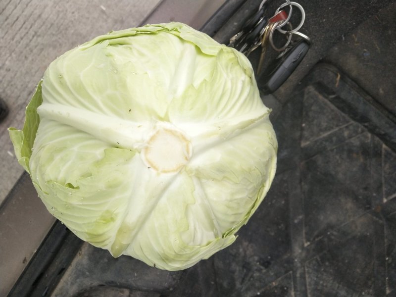 扁包菜