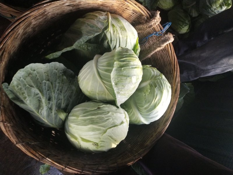 扁包菜