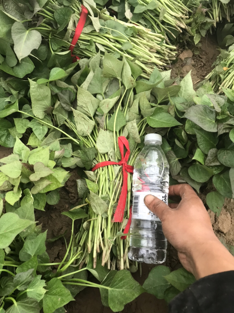 商薯19红薯苗