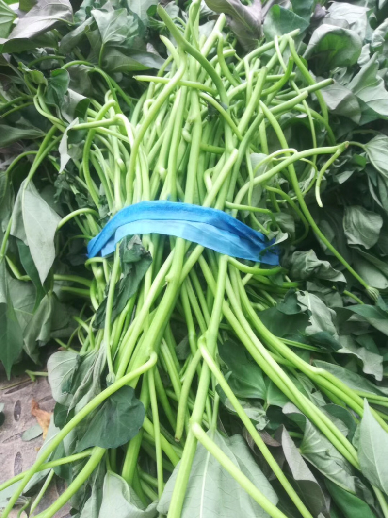 商薯19红薯苗