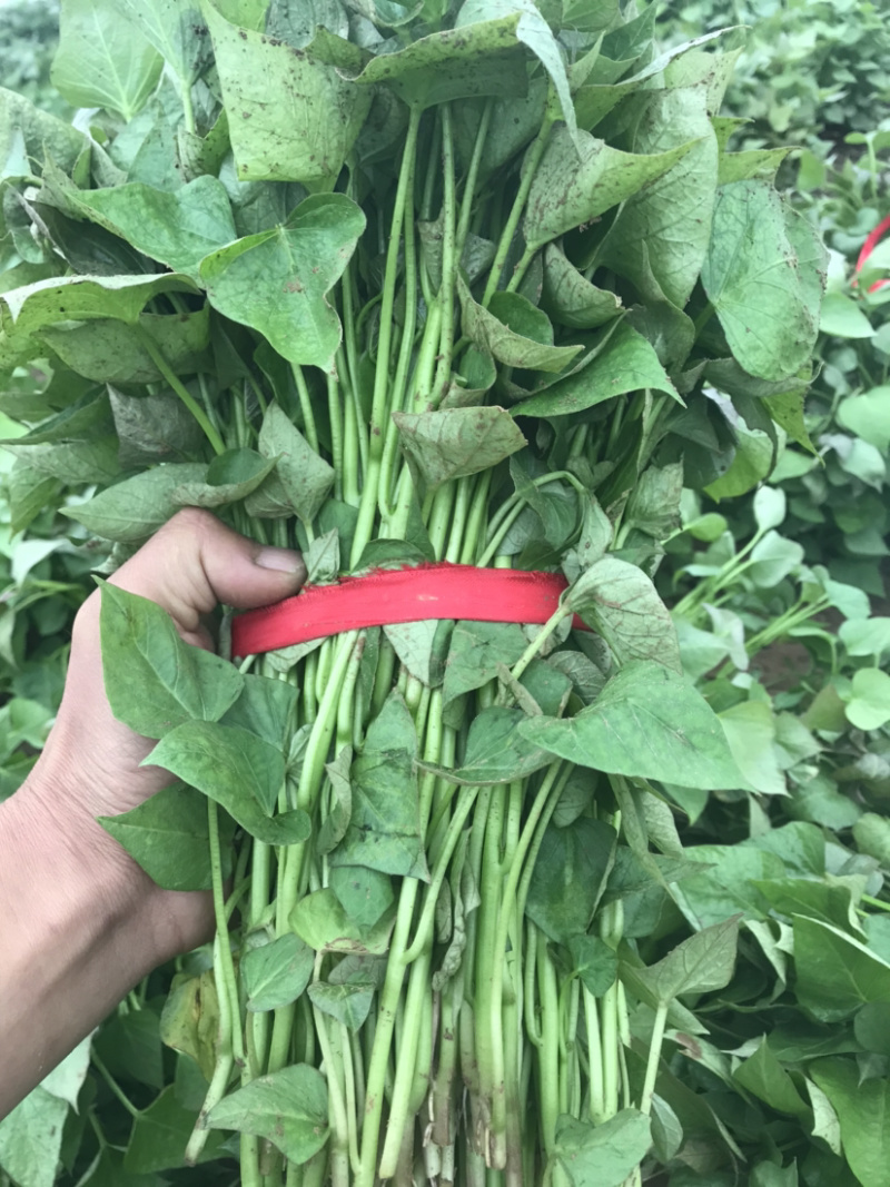 商薯19红薯苗