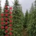 雪松白皮松自家苗圃优质雪松放心采购可视频看货