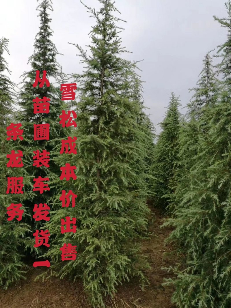 雪松白皮松自家苗圃优质雪松放心采购可视频看货