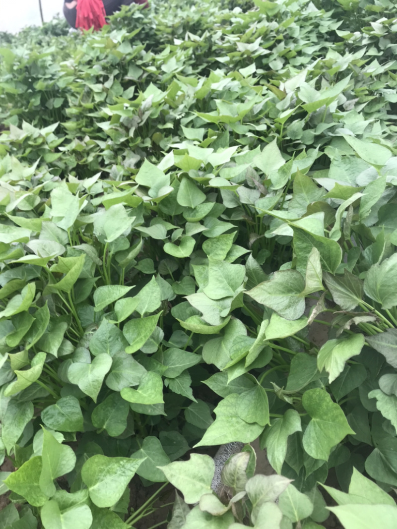 商薯19红薯苗