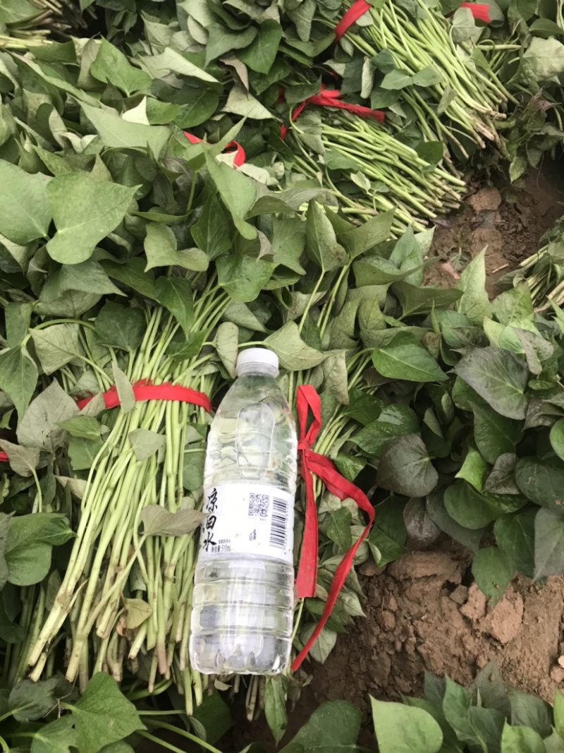 商薯19红薯苗