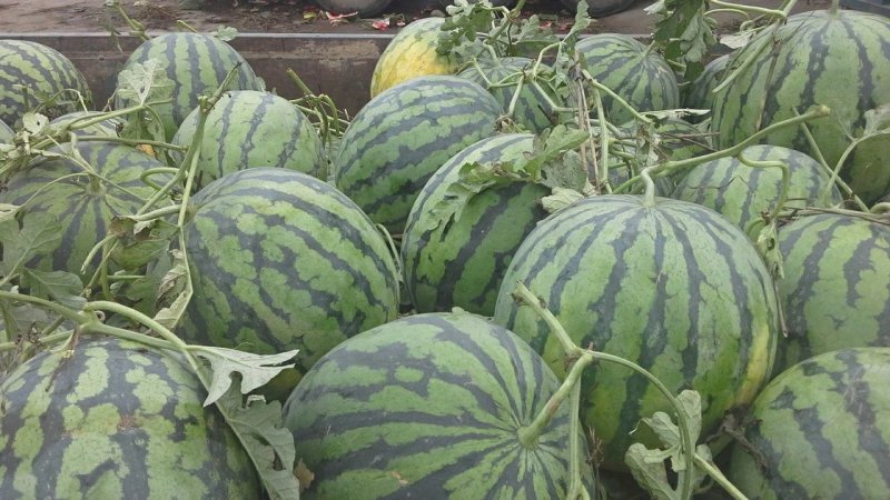 平度明村西瓜产区欢迎老板们的光临量大头茬