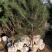绿化苗木