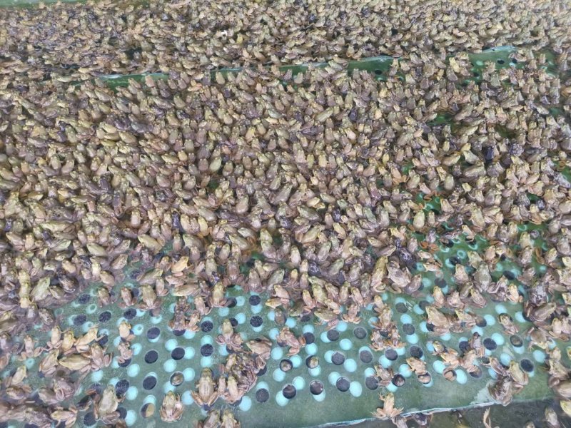 健康漂亮成活率高牛蛙蝌蚪苗大中小圆头都有