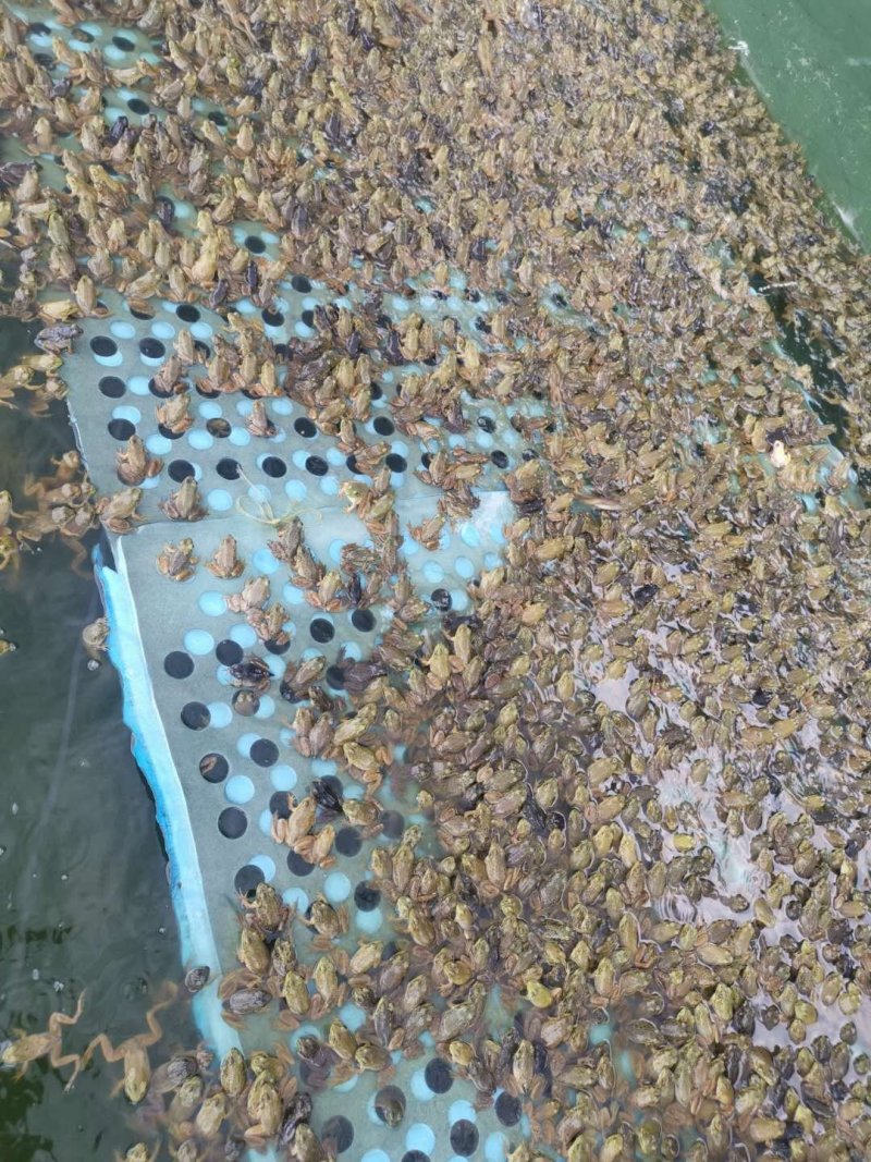 健康漂亮成活率高牛蛙蝌蚪苗大中小圆头都有
