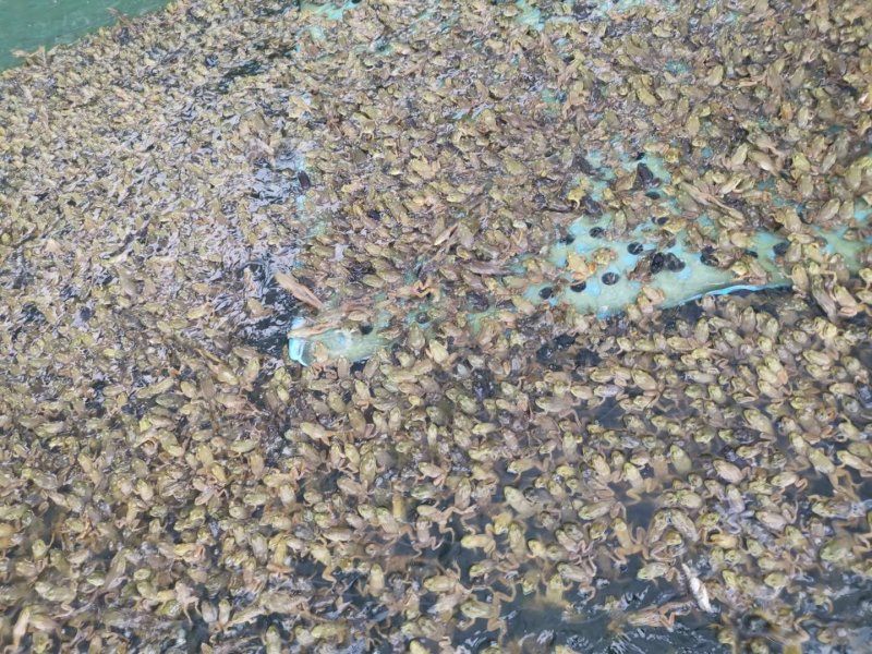 健康漂亮成活率高牛蛙蝌蚪苗大中小圆头都有